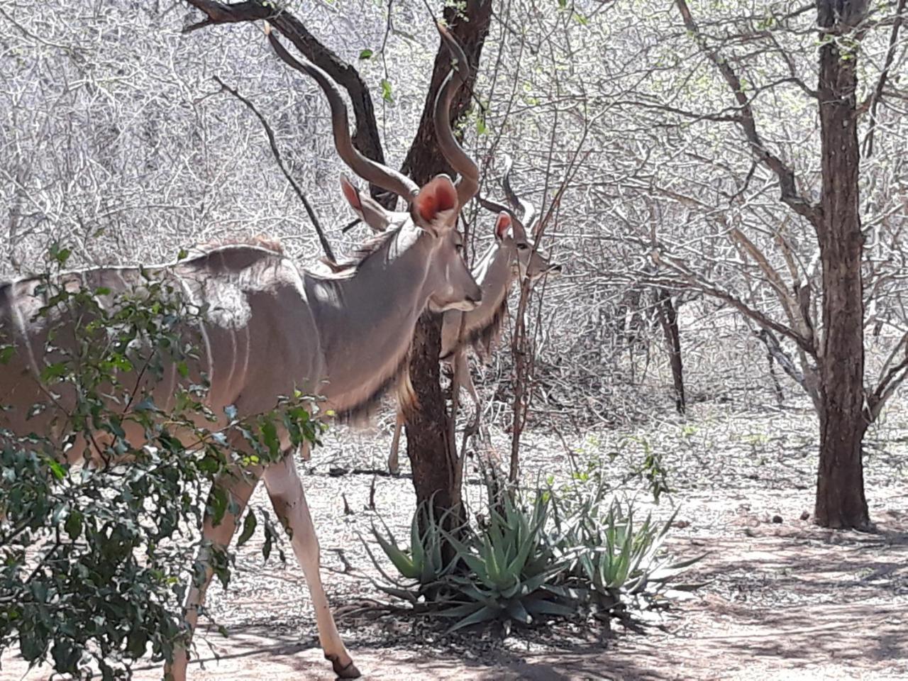 African Sky 玛洛斯帕克 外观 照片