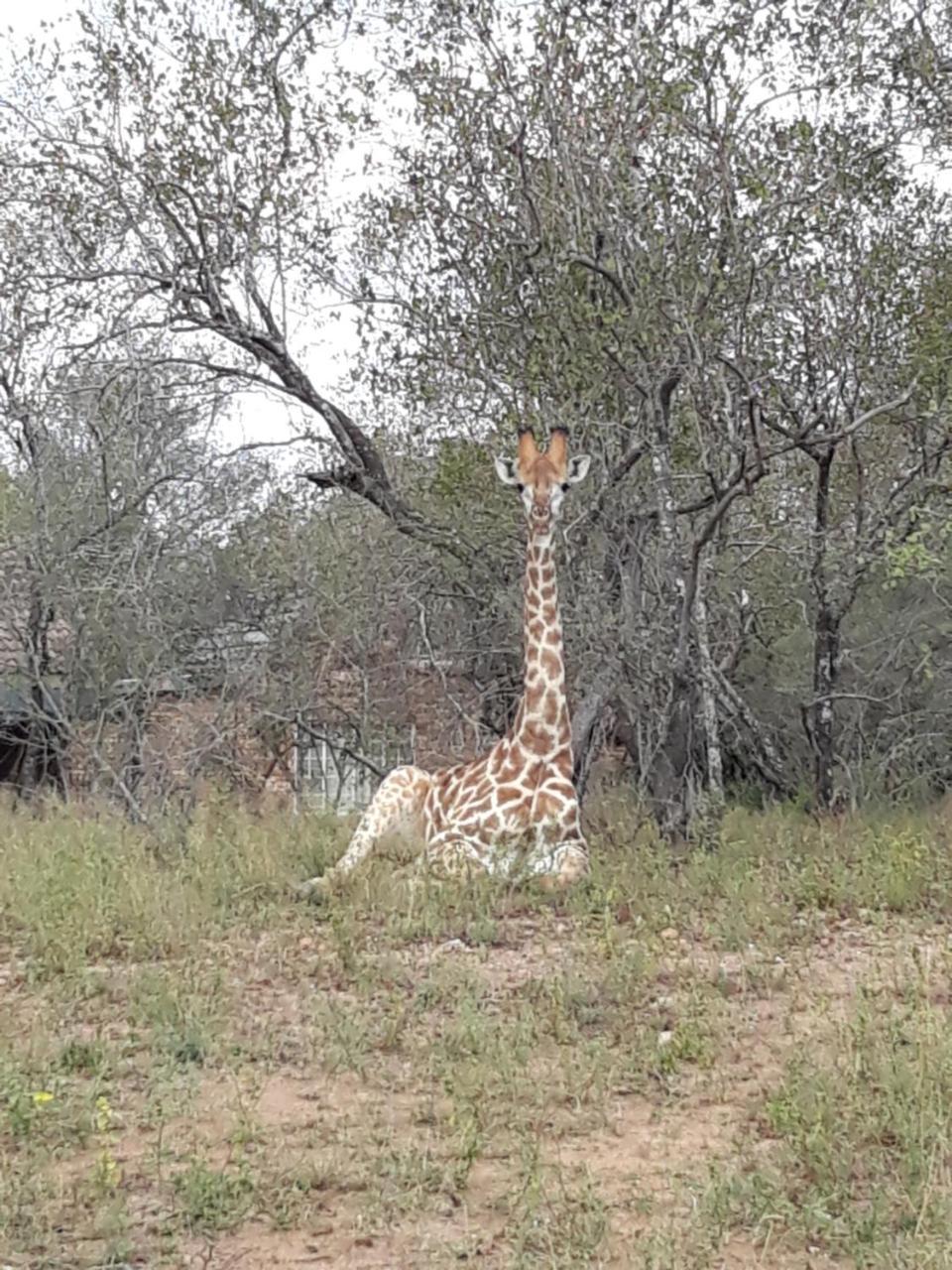 African Sky 玛洛斯帕克 外观 照片